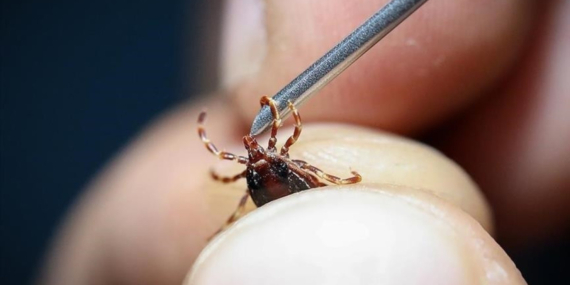 Kene Tehdidi: Sıcaklarla Artan Risk!