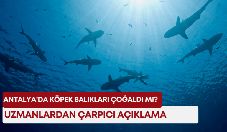 kopek-baliklari-manset.png