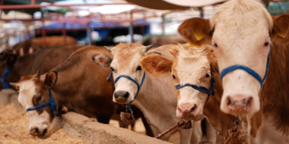 Şap Hastalığına Karşı 4,5 Milyon Doz Aşı Üretildi