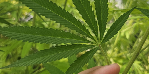 Tıbbi Kenevir Yasal Çerçevede Yola Çıkıyor!