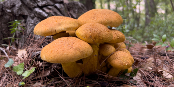 Zehirli Mantarlar: Ölümcül Risklere Dikkat!