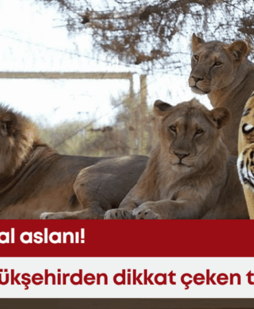antalya-buyuksehirden-dikkat-ceken-takas-ver-kaplani-al-aslani.png