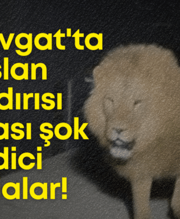aslan-saldirisi-tasarim.png