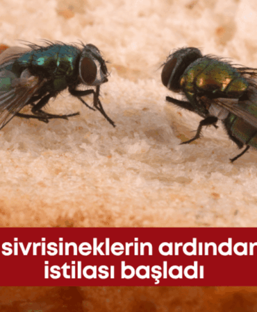 karasinek-manset.png