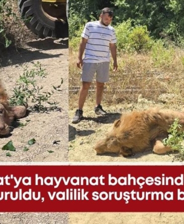 manavgatya-hayvanat-bahcesinden-kacan-aslan-vuruldu-valilik-sorusturma-baslatti.jpg