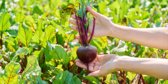 Kırmızı Pancar: Sağlığın Gücü ve Enerji Kaynağı!