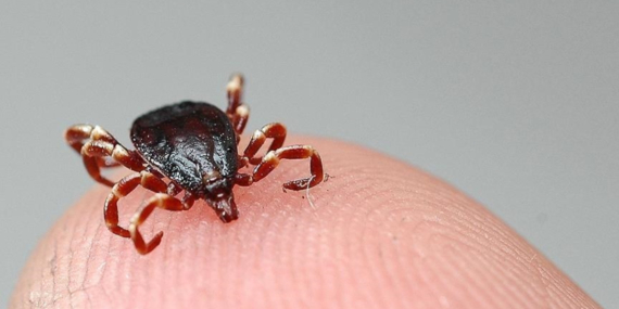 Sivas’ta KKKA Tedavisinde Başarı Oranı Yüzde 90!