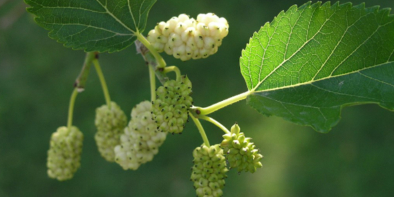 Beyaz Dut: Sağlığınız İçin 10 Neden!