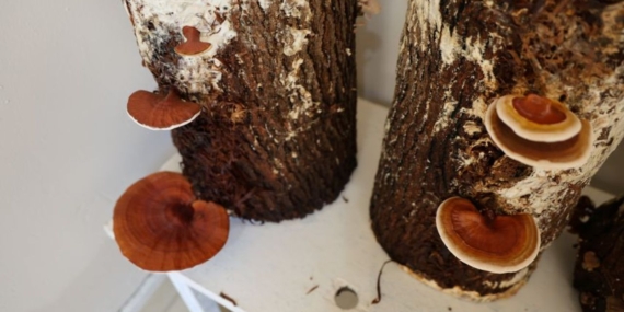 Cezaevinde Hükümlüler Mantar Üretiyor!