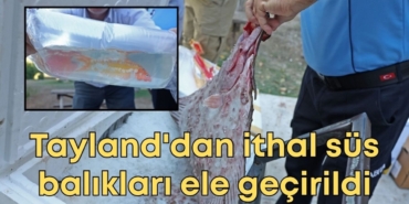 vildan-ozkan-2025-10-31t123151509.jpg