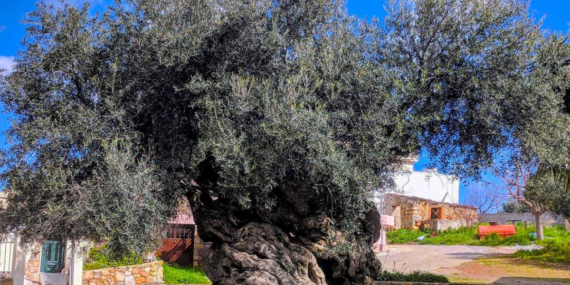 4000 Yıllık Zeytin Ağacı: Doğanın Gücü