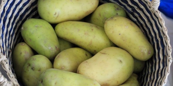 Yeşil Patatesler Ölümcül Toksin Taşıyor!