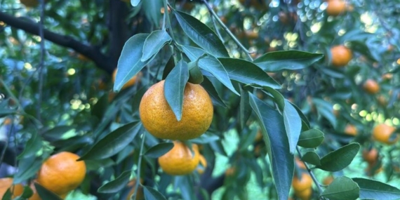 Bodrum Mandalinasında Hasat Zamanı ve Zorluklar!