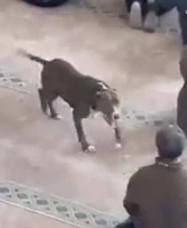 camide-pitbull-dehseti.webp.webp