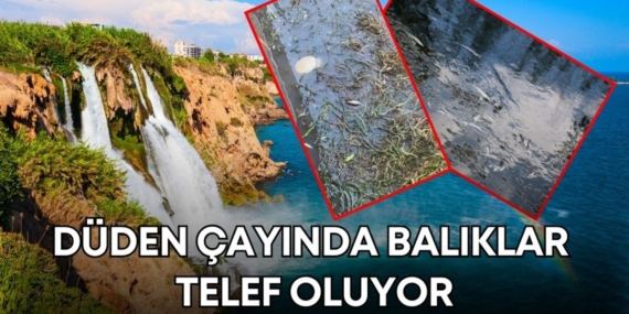 duden-selalesi-balik-olumleri-manset.jpg