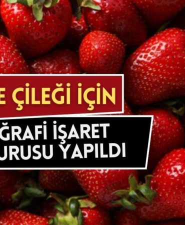kadriye-cilegi.jpg