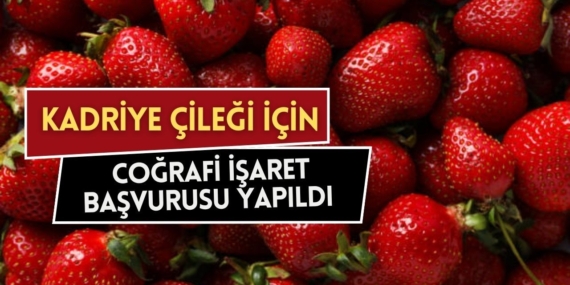 Serik’te Kadriye Çileği İçin Tescil Başvurusu!