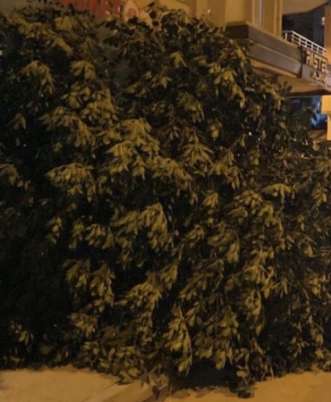mersinde-siddetli-ruzgar-agaclari-devirdi-2.jpg