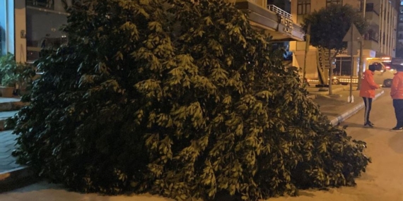 Mersin’de Şiddetli Rüzgar Ağaçları Devirdi!