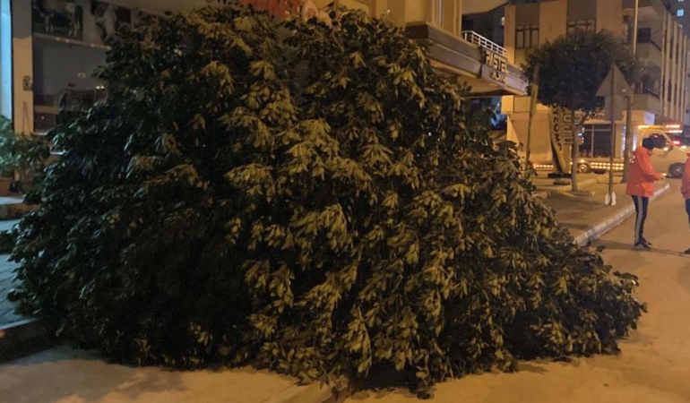 mersinde-siddetli-ruzgar-agaclari-devirdi-2.jpg