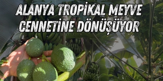 Alanya’nın Tropikal Meyve İhracatı Gelişiyor!