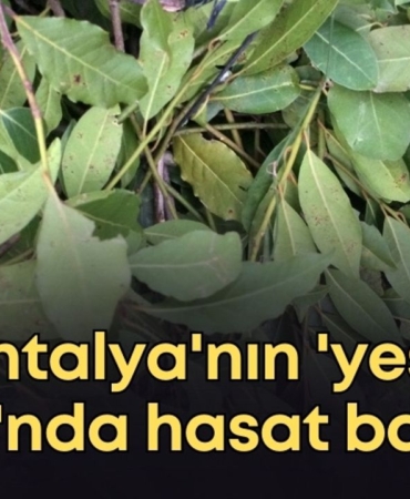 vildan-ozkan-2025-12-21t154058861.jpg