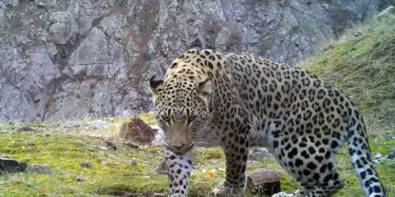 Anadolu parsına zarar vermenin cezası 45 milyon TL