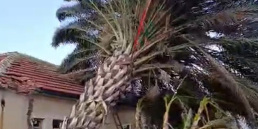 Kaş'ta fırtınadan seralar zarar gördü, ağaçlar devrildi