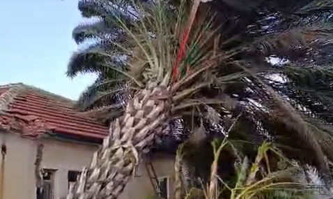 Kaş'ta fırtınadan seralar zarar gördü, ağaçlar devrildi