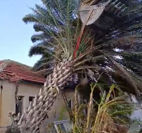 Kaş'ta fırtınadan seralar zarar gördü, ağaçlar devrildi