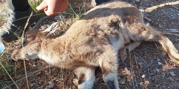 Yaban keçisi tedaviye alındı