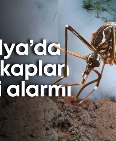antalyada-asya-kaplan-sinegi-alarmi-1.jpg