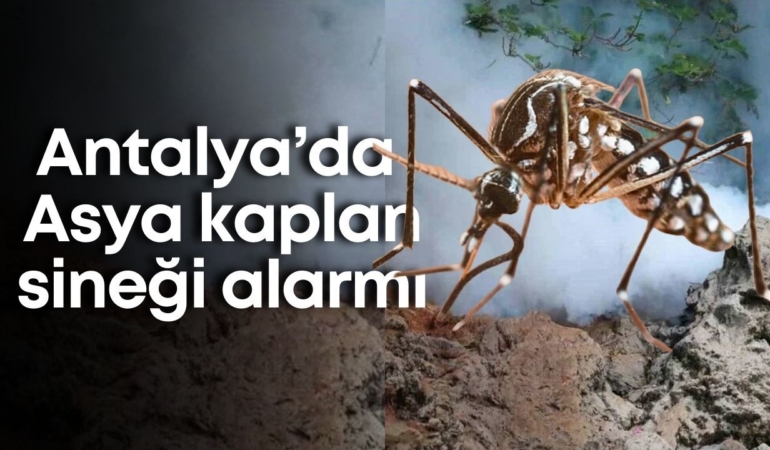 antalyada-asya-kaplan-sinegi-alarmi-1.jpg