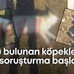 burdurda-olu-bulunan-kopeklerle-ilgili-sorusturma-baslatildi-2.jpg