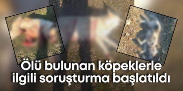 burdurda-olu-bulunan-kopeklerle-ilgili-sorusturma-baslatildi-2.jpg