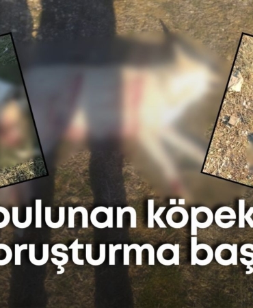 burdurda-olu-bulunan-kopeklerle-ilgili-sorusturma-baslatildi-2.jpg