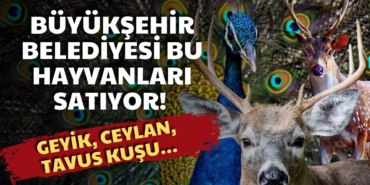 buyuksehir-meclisinde-zam-gundemi-85-bin-liraya-cikan-hayvanlar-var.jpg