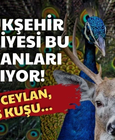 buyuksehir-meclisinde-zam-gundemi-85-bin-liraya-cikan-hayvanlar-var.jpg