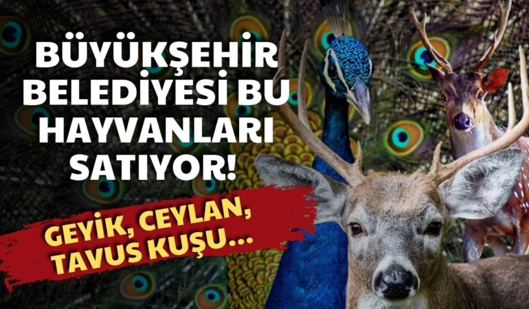 buyuksehir-meclisinde-zam-gundemi-85-bin-liraya-cikan-hayvanlar-var.jpg