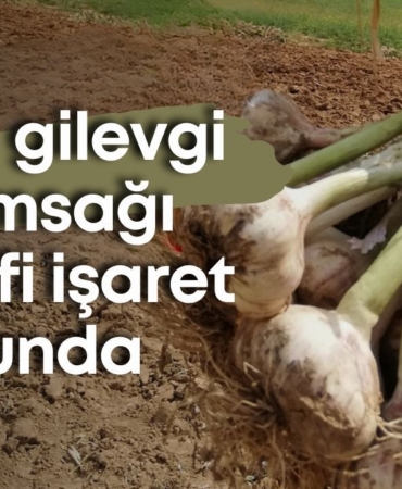 elmali-gilevgi-sarimsagi-cografi-isaret-yolunda.jpg