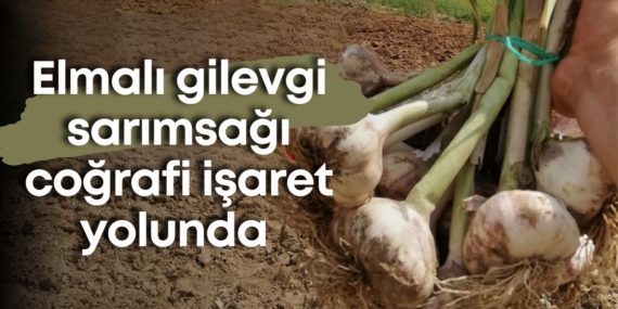 elmali-gilevgi-sarimsagi-cografi-isaret-yolunda.jpg