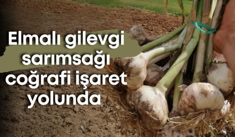 elmali-gilevgi-sarimsagi-cografi-isaret-yolunda.jpg
