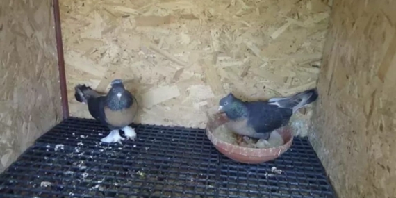 Kasklı Şüpheli, Apartmanda İdrarını Yapıp Kuşları Çaldı