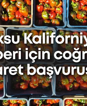 kaliforniya.jpg
