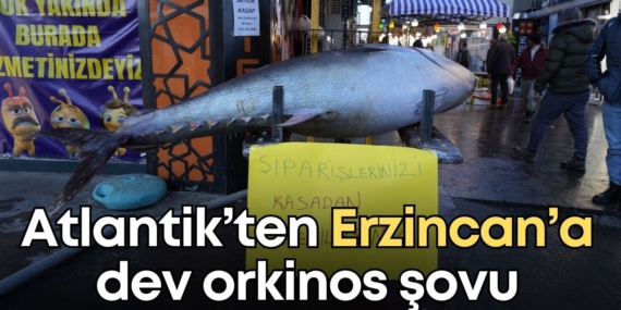 Erzincan’da Dev Orkinos Balığı Göz Kamaştırdı!