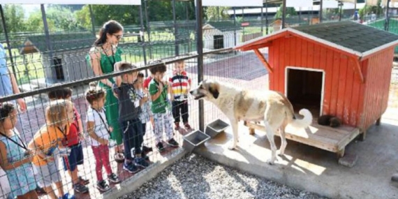Kışın Sokak Hayvanlarını Ziyaret Etme Saatleri
