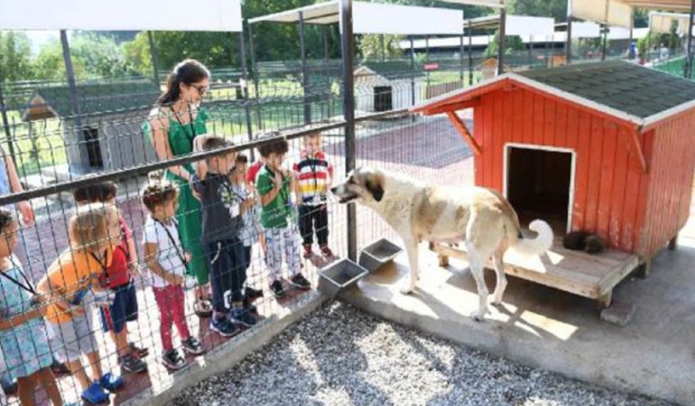 sokak-hayvanlari-1.jpg
