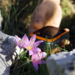 GPS verileri incelendi; orkidelerde kaçak söküm alarmı