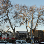 Serik'in simgesi çınarlar korumaya alındı