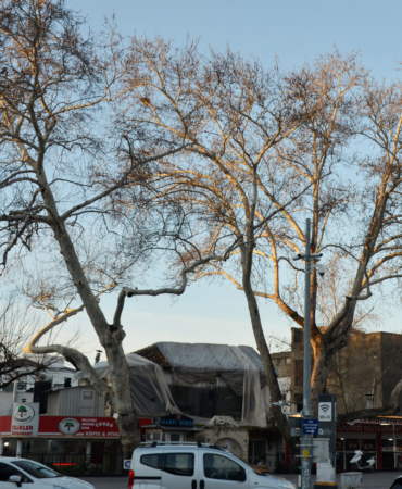 Serik'in simgesi çınarlar korumaya alındı
